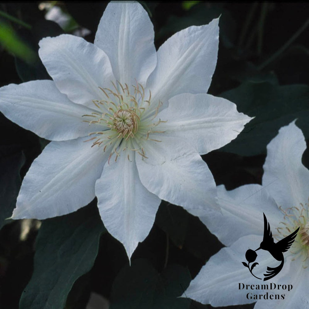 Clematis 'Hyde Hall' — DreamDrop Gardens photo 1