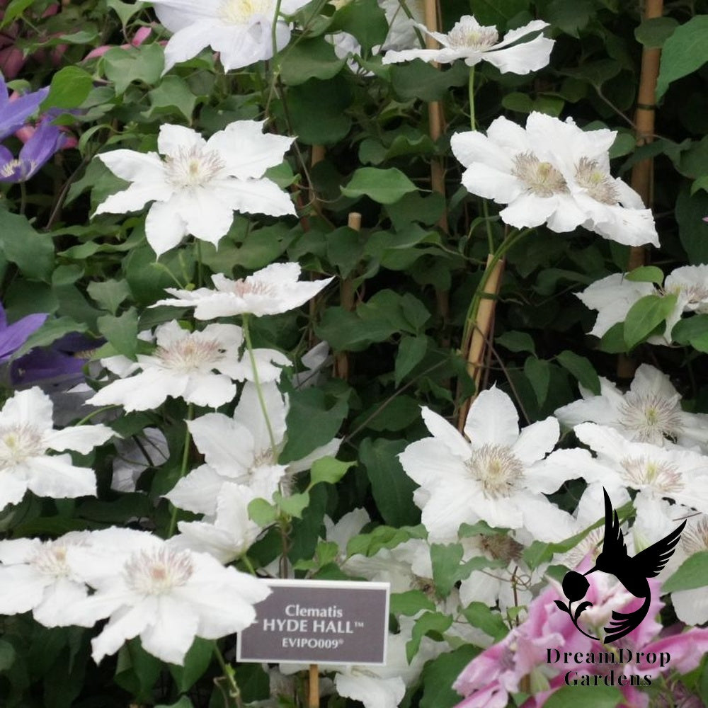 Clematis 'Hyde Hall' — DreamDrop Gardens photo 2