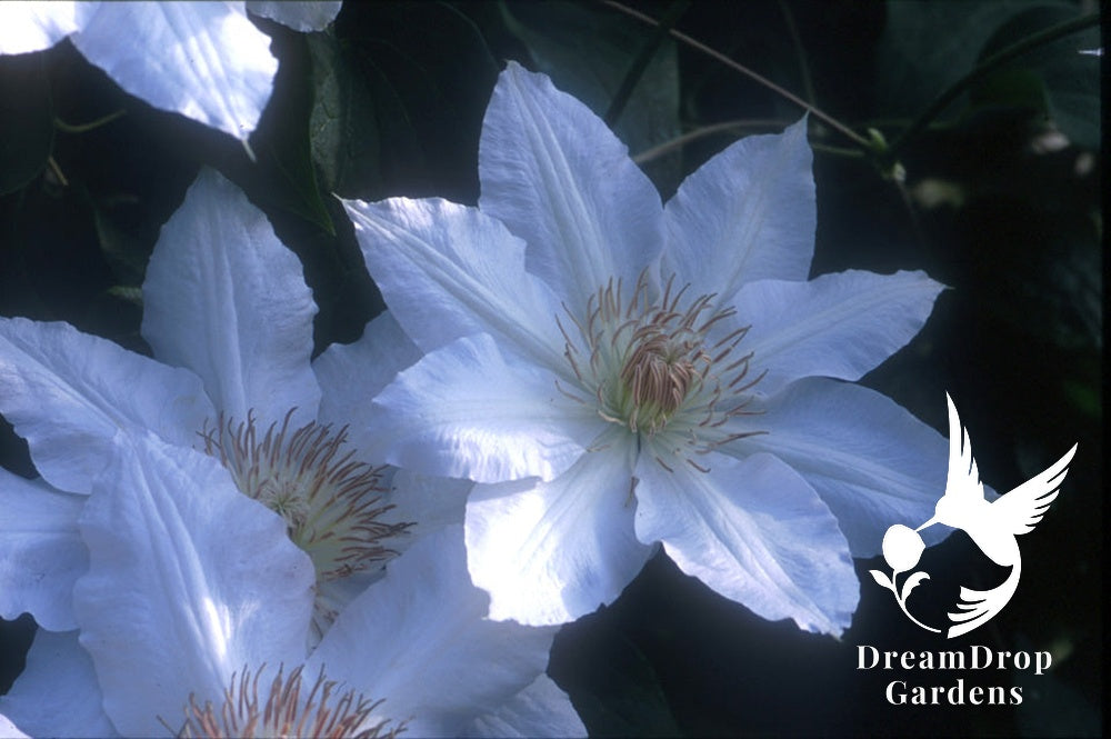 Clematis 'Hyde Hall' — DreamDrop Gardens photo 3