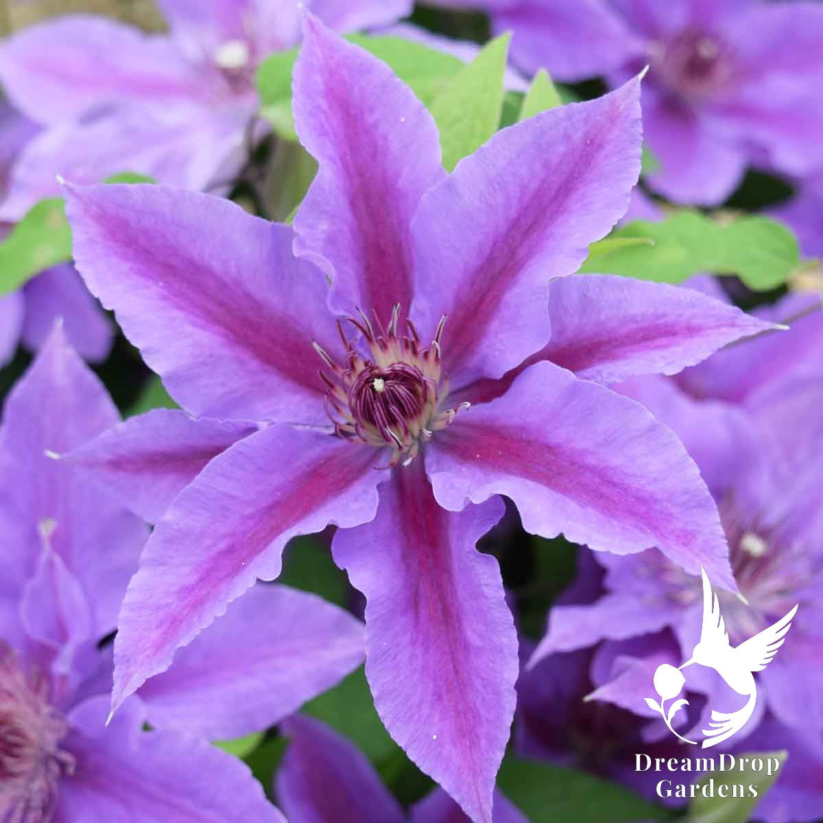 Clematis 'Ines' — DreamDrop Gardens photo 1