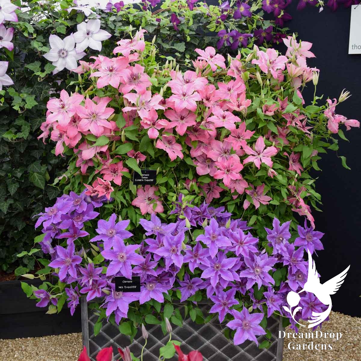Clematis 'Ines' — DreamDrop Gardens photo 2