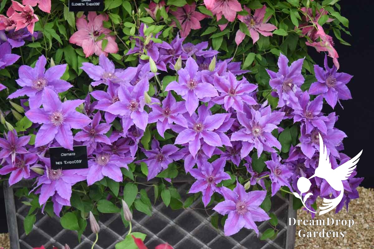 Clematis 'Ines' — DreamDrop Gardens photo 3