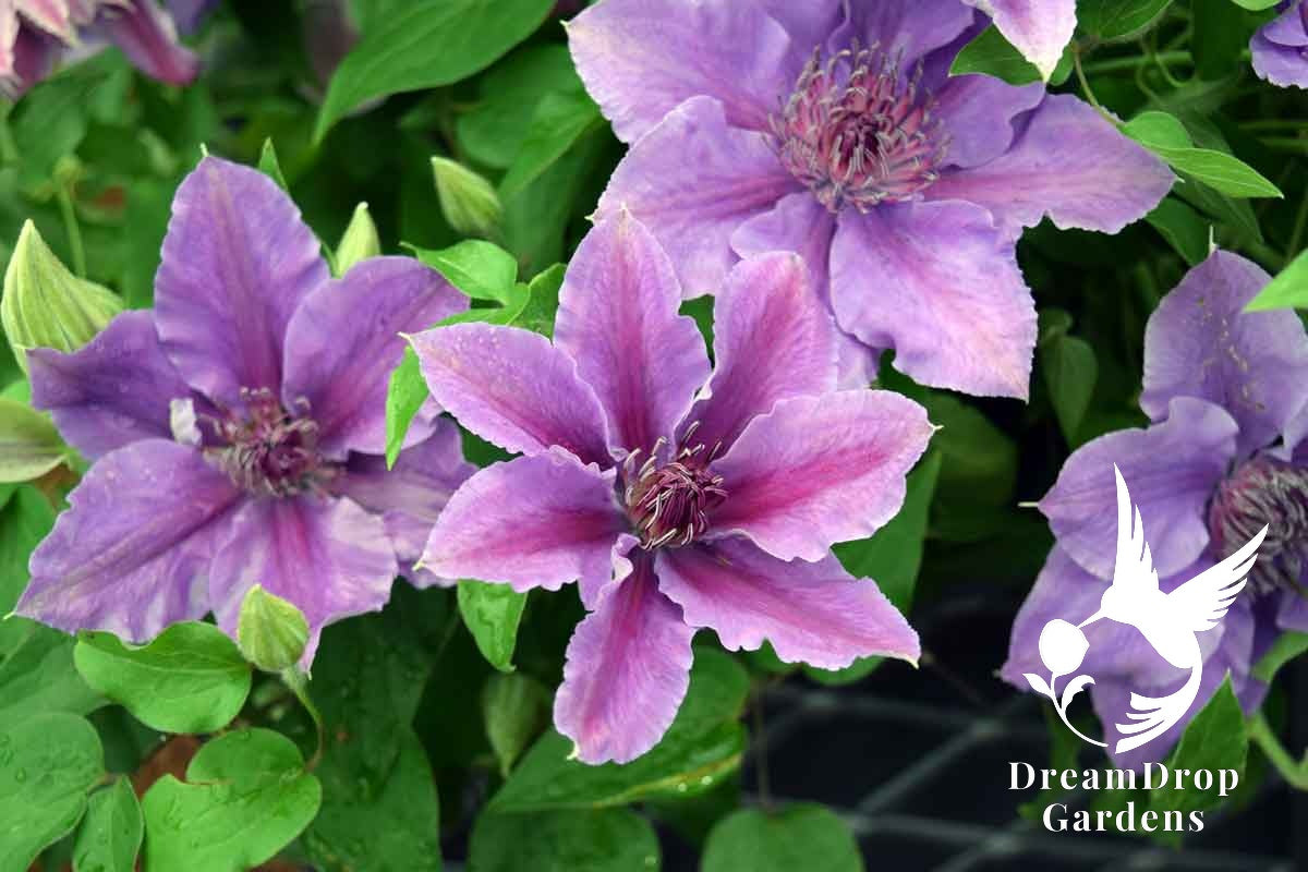 Clematis 'Ines' — DreamDrop Gardens photo 4