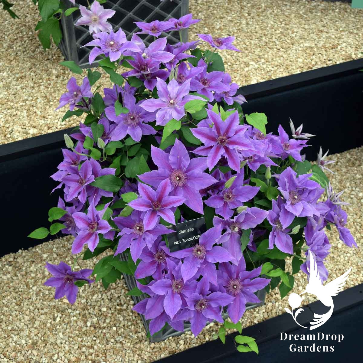 Clematis 'Ines' — DreamDrop Gardens photo 5