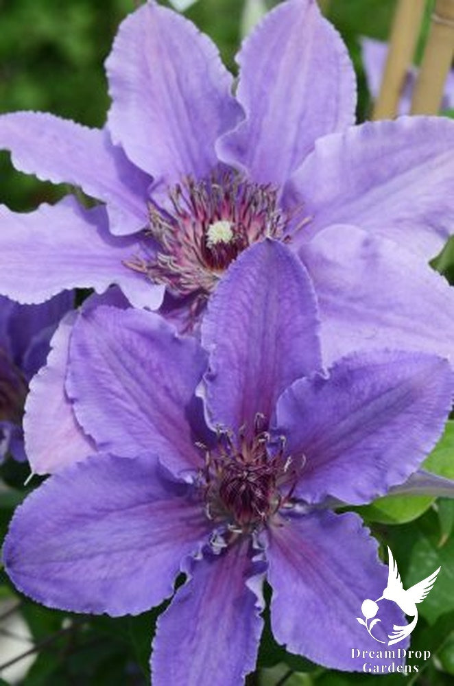 Clematis 'Ines' — DreamDrop Gardens photo 6