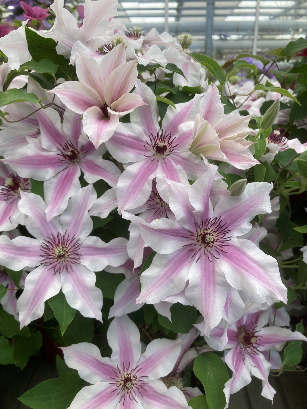 Clematis - Ithemba