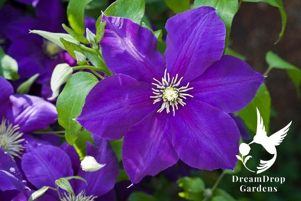 Clematis 'Jackmanii' — DreamDrop Gardens photo 1