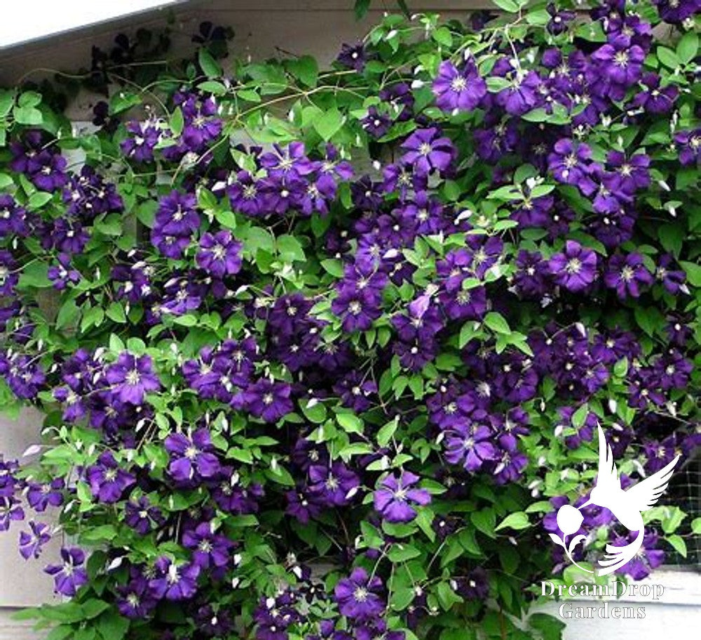 Clematis 'Jackmanii' — DreamDrop Gardens photo 2