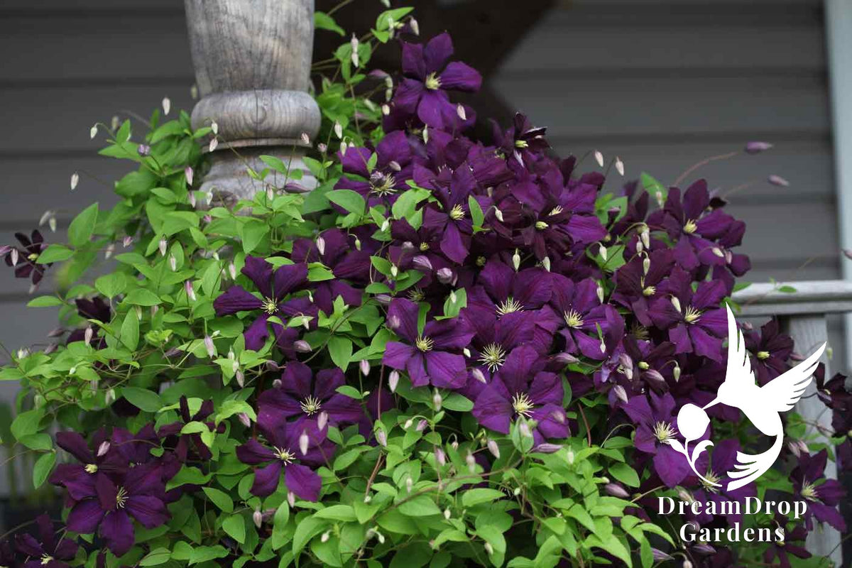 Clematis 'Jackmanii' — DreamDrop Gardens photo 4