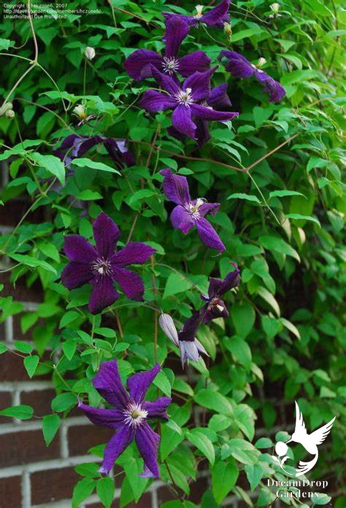 Clematis 'Jackmanii' — DreamDrop Gardens photo 5