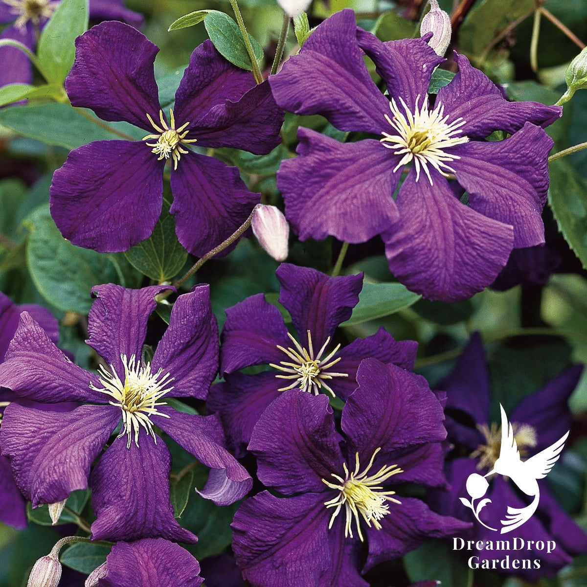 Clematis 'Jackmanii Superba' — DreamDrop Gardens photo 1