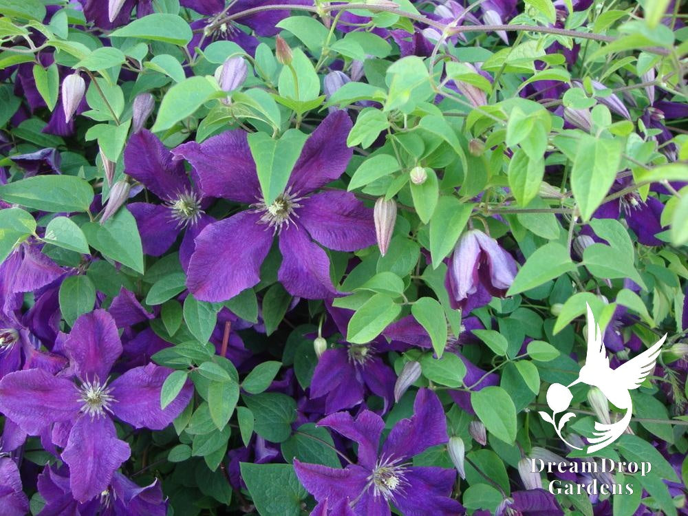 Clematis 'Jackmanii Superba' — DreamDrop Gardens photo 2