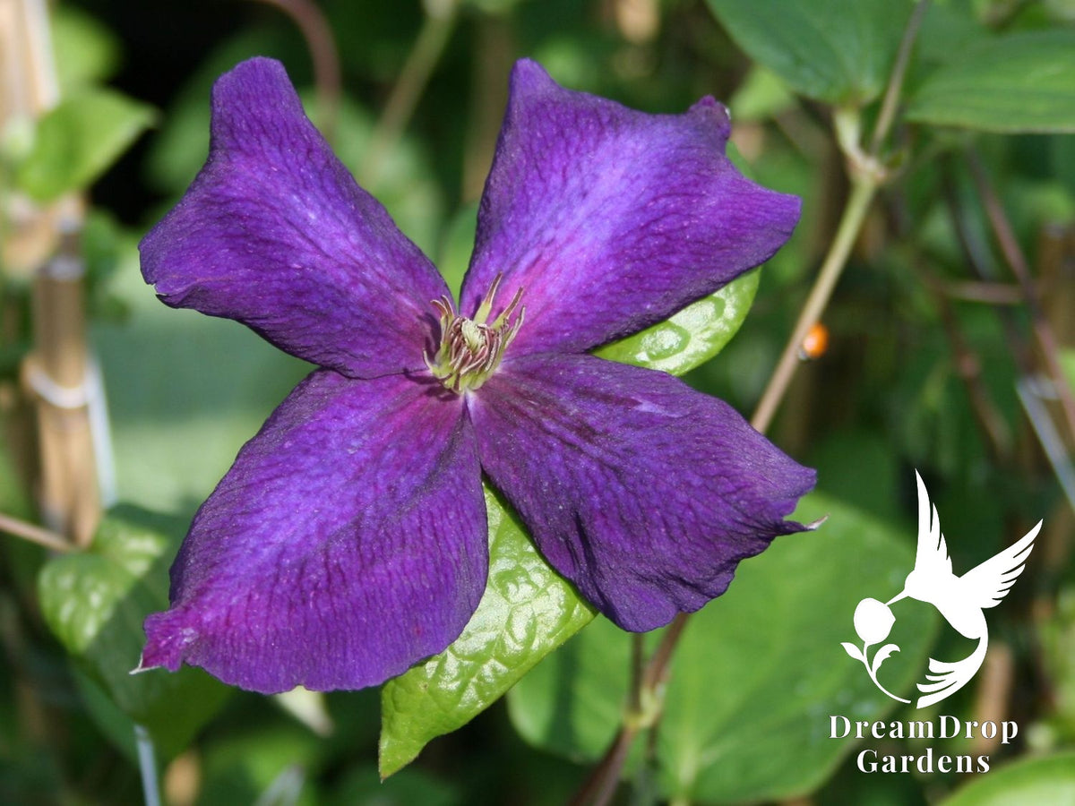 Clematis 'Jackmanii Superba' — DreamDrop Gardens photo 3
