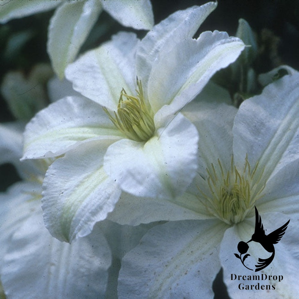 Clematis 'John Huxtable' — DreamDrop Gardens photo 1