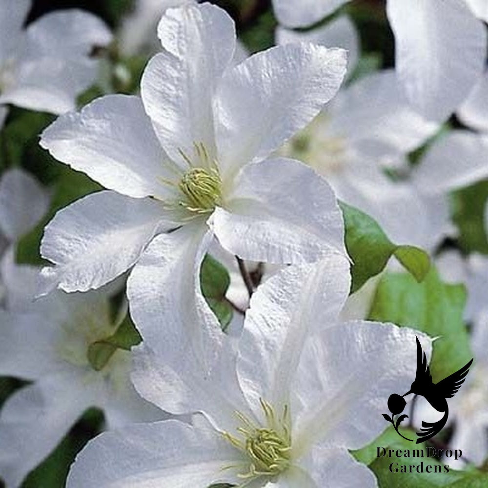 Clematis 'John Huxtable' — DreamDrop Gardens photo 2