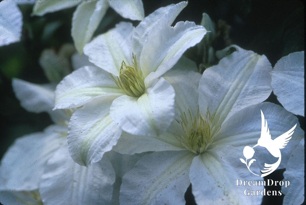 Clematis 'John Huxtable' — DreamDrop Gardens photo 3
