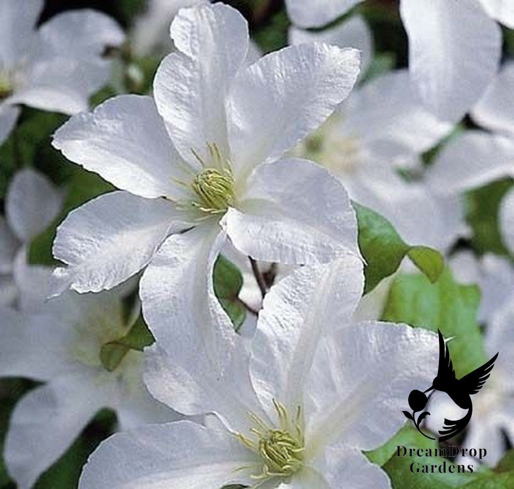 Clematis 'John Huxtable' — DreamDrop Gardens photo 5