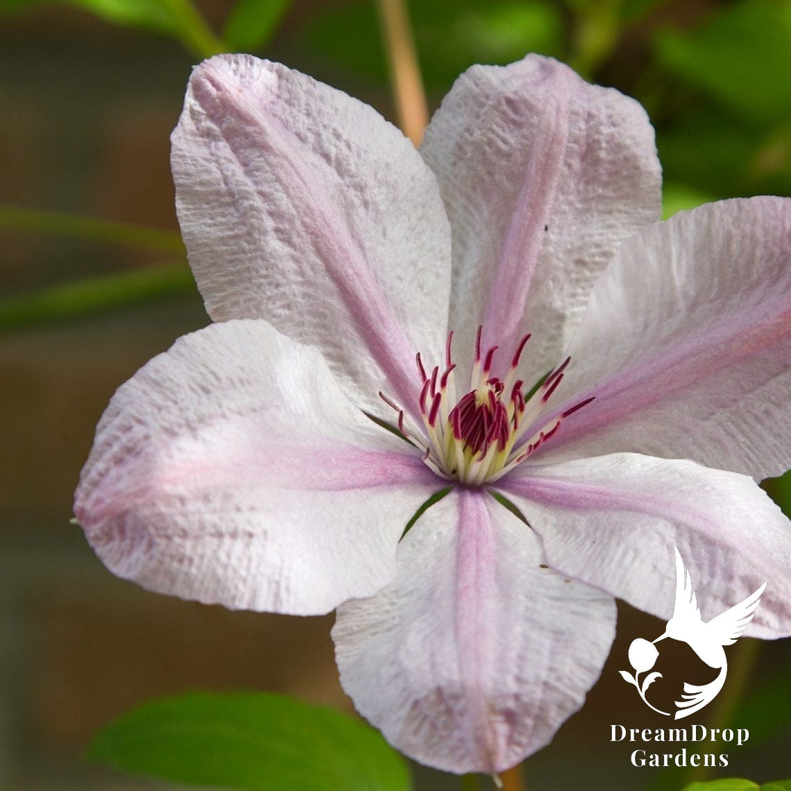 Clematis 'John Paul II' — DreamDrop Gardens photo 1