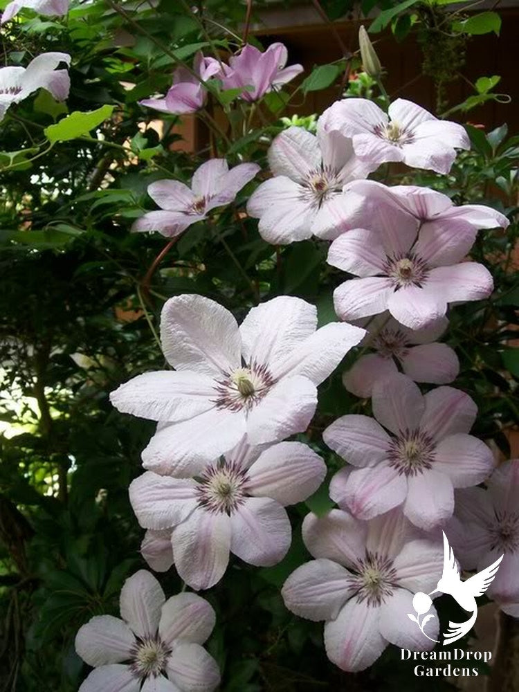 Clematis 'John Paul II' — DreamDrop Gardens photo 2