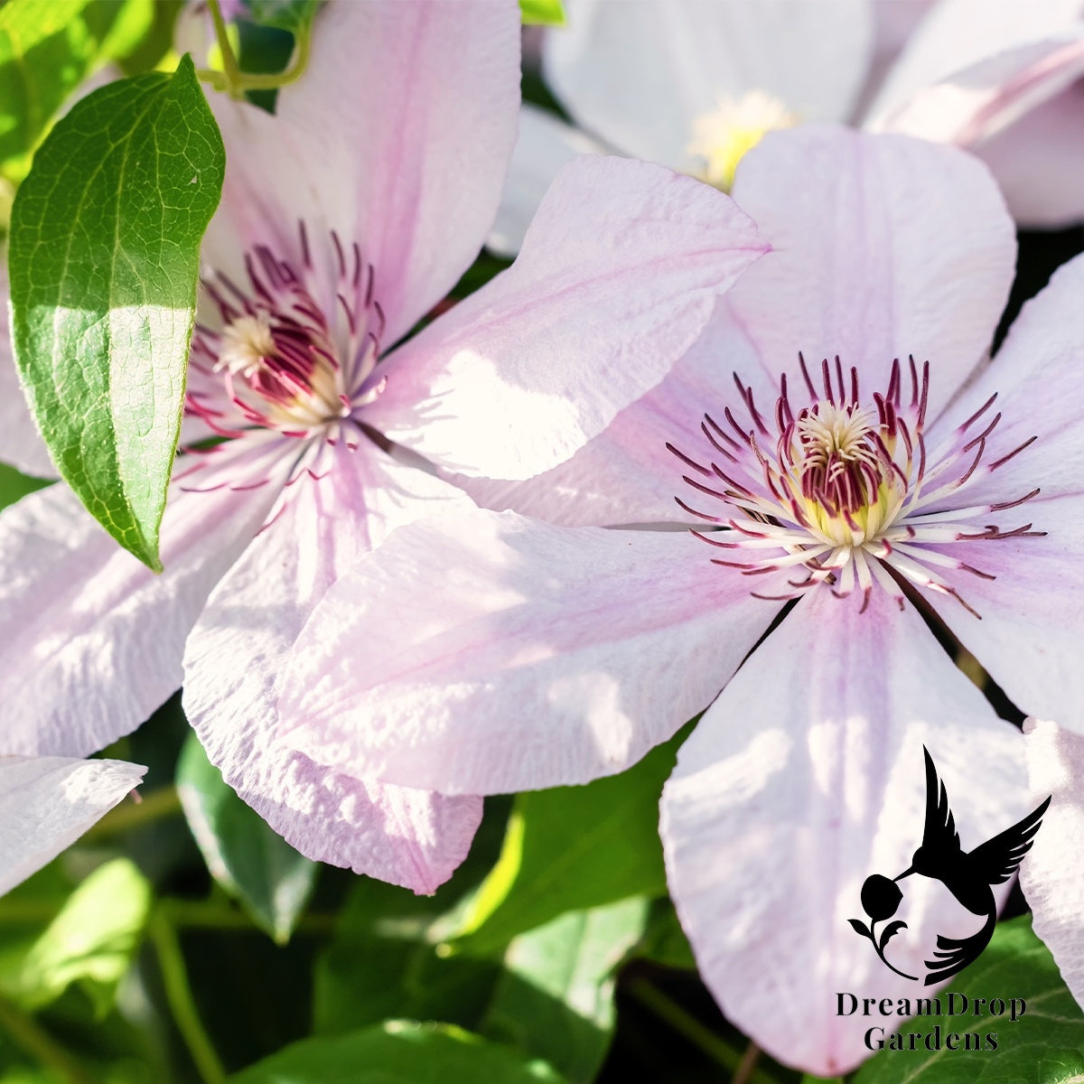 Clematis 'John Paul II' — DreamDrop Gardens photo 3
