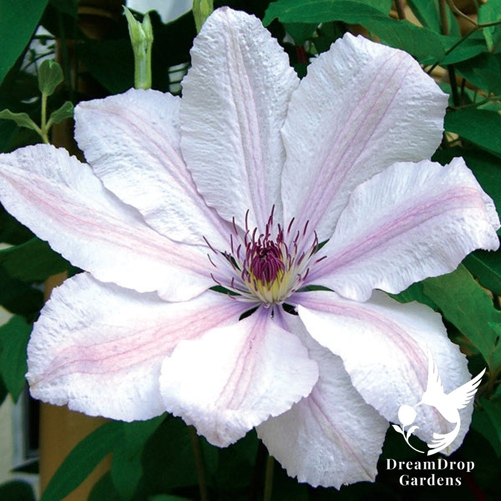 Clematis 'John Paul II' — DreamDrop Gardens photo 4