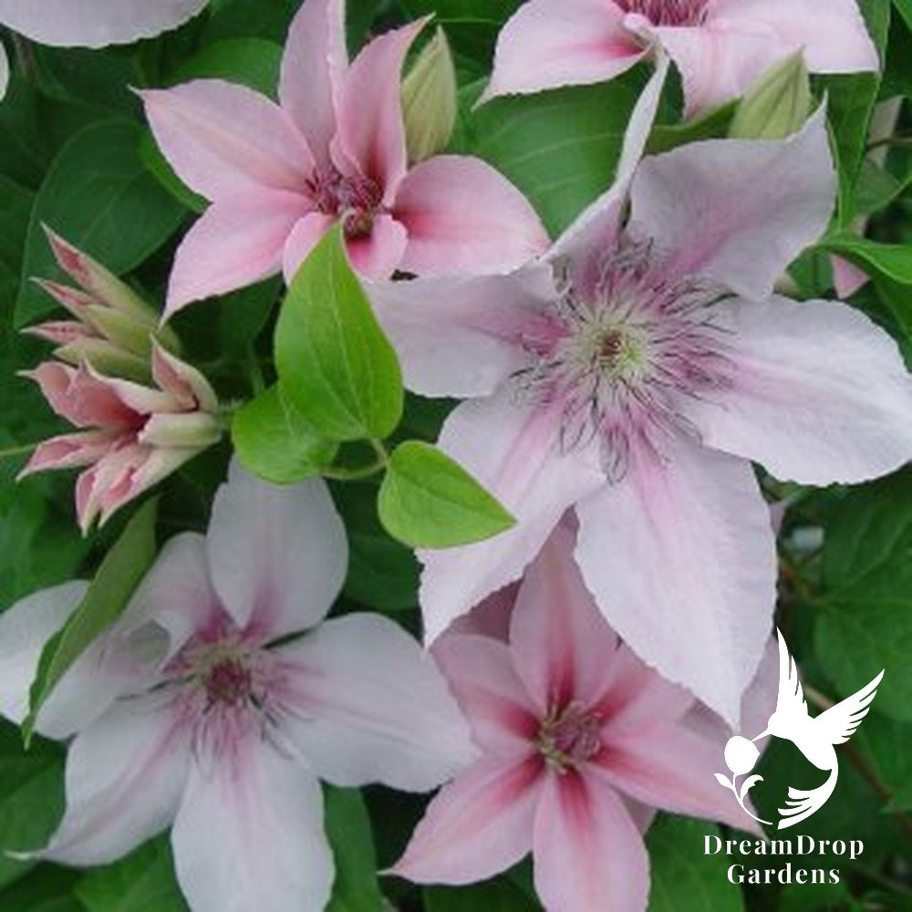 Clematis 'John Paul II' — DreamDrop Gardens photo 5