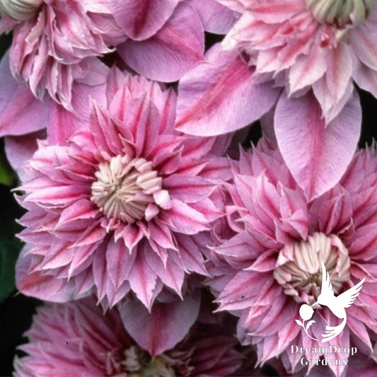 Clematis 'Josephine Evijohill' - Double Bloom Pink — DreamDrop Gardens photo 1