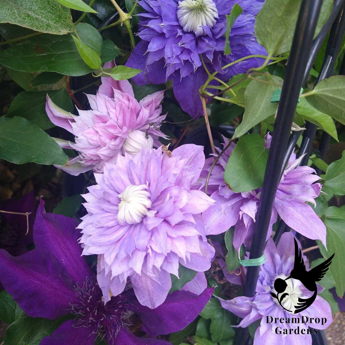 Clematis 'Josephine Evijohill' - Double Bloom Pink — DreamDrop Gardens photo 2