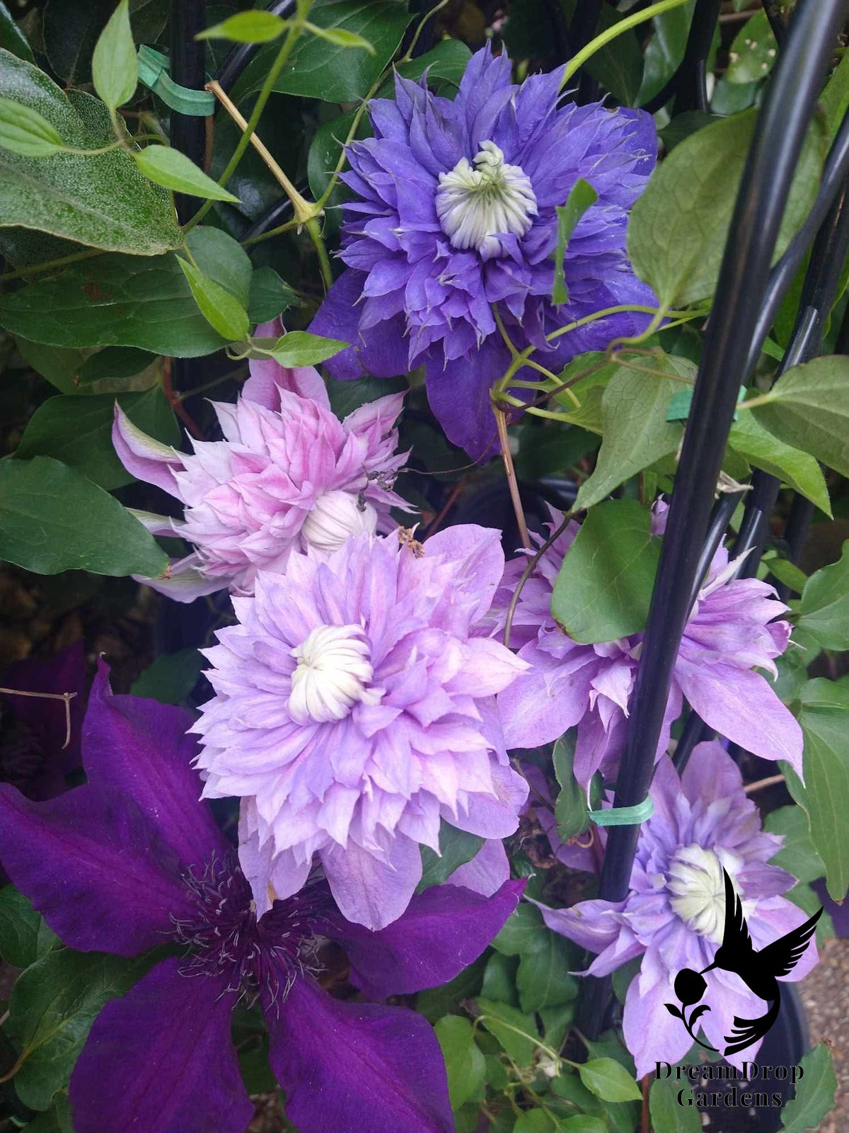 Clematis 'Josephine Evijohill' - Double Bloom Pink — DreamDrop Gardens photo 3