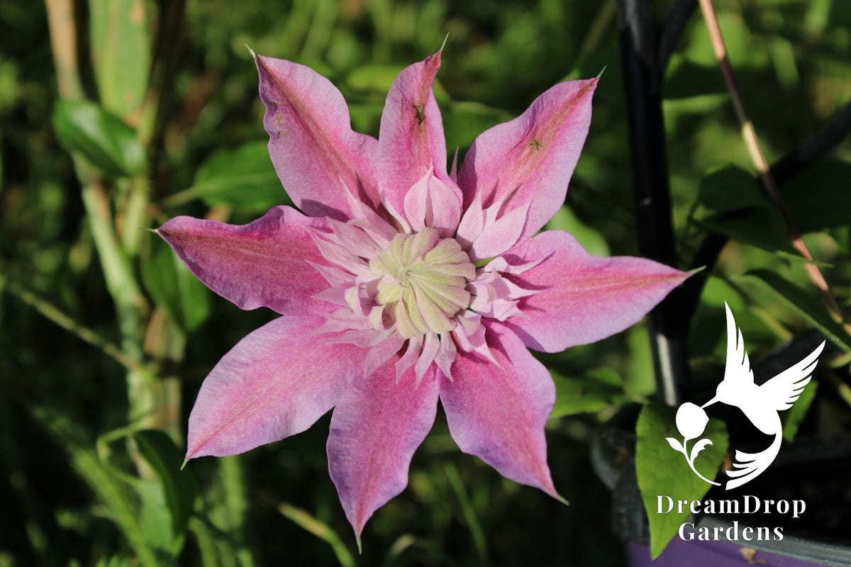 Clematis 'Josephine Evijohill' - Double Bloom Pink — DreamDrop Gardens photo 4