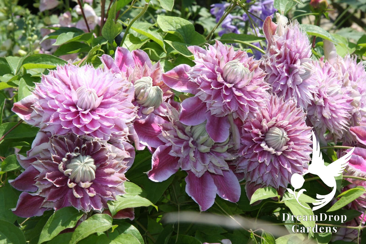Clematis 'Josephine Evijohill' - Double Bloom Pink — DreamDrop Gardens photo 1
