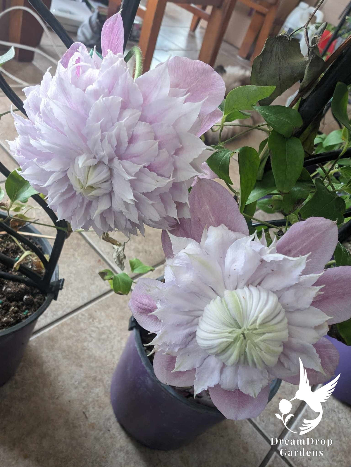 Clematis 'Josephine Evijohill' - Double Bloom Pink — DreamDrop Gardens photo 2