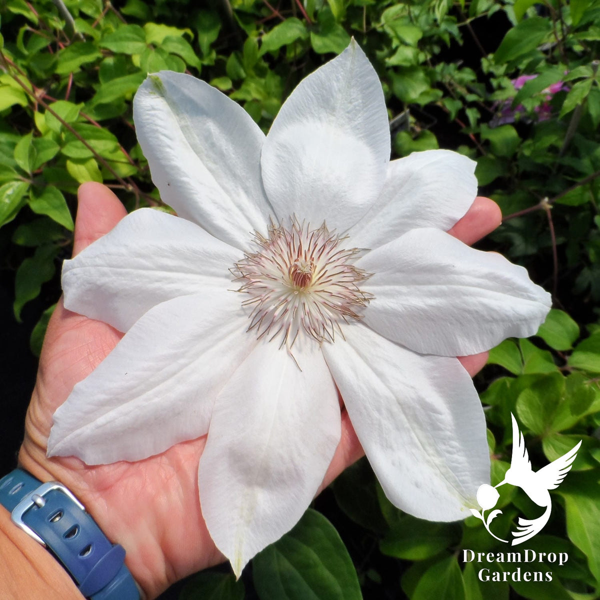 Clematis 'Henryi'  - 8 inch Flowers! — DreamDrop Gardens photo 1
