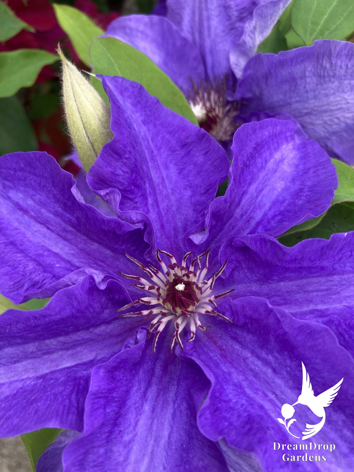 Clematis 'Lindsay' — DreamDrop Gardens photo 1