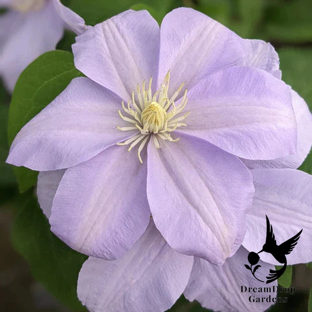Clematis 'Silver Moon' — DreamDrop Gardens photo 1