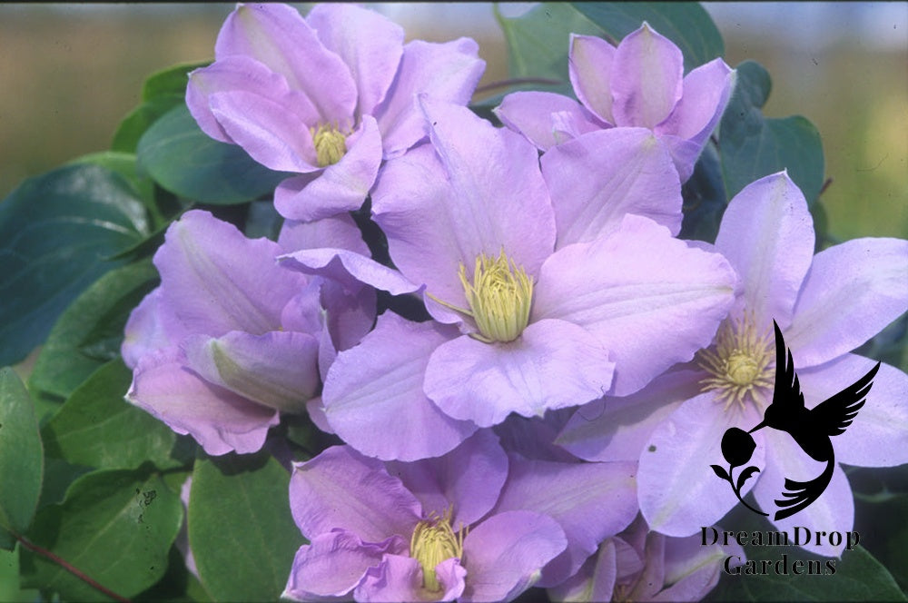 Clematis 'Silver Moon' — DreamDrop Gardens photo 2