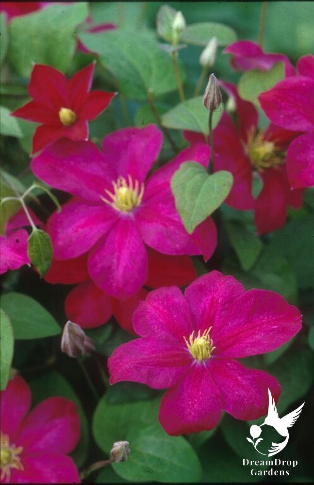 Clematis 'Mme. Edouard Andre' — DreamDrop Gardens photo 1