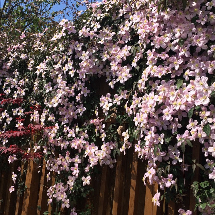 Clematis 'Montana Mayleen' - Fragrant