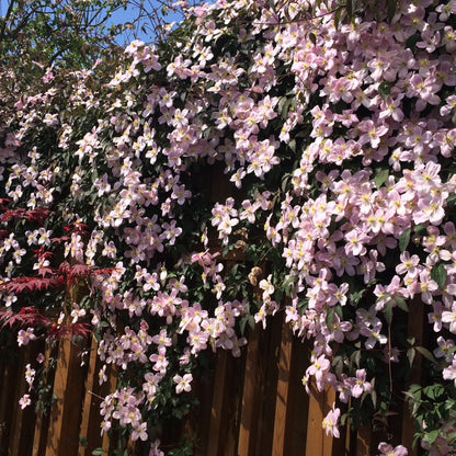 Clematis 'Montana Mayleen' - Fragrant