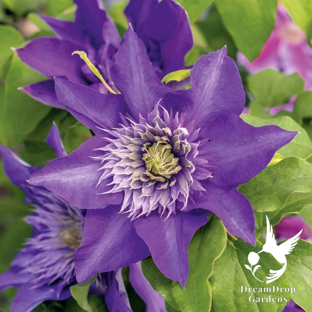 Clematis 'Multi-Blue' - Double Bloom — DreamDrop Gardens photo 1