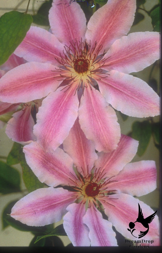 Clematis 'Nelly Moser' — DreamDrop Gardens photo 1