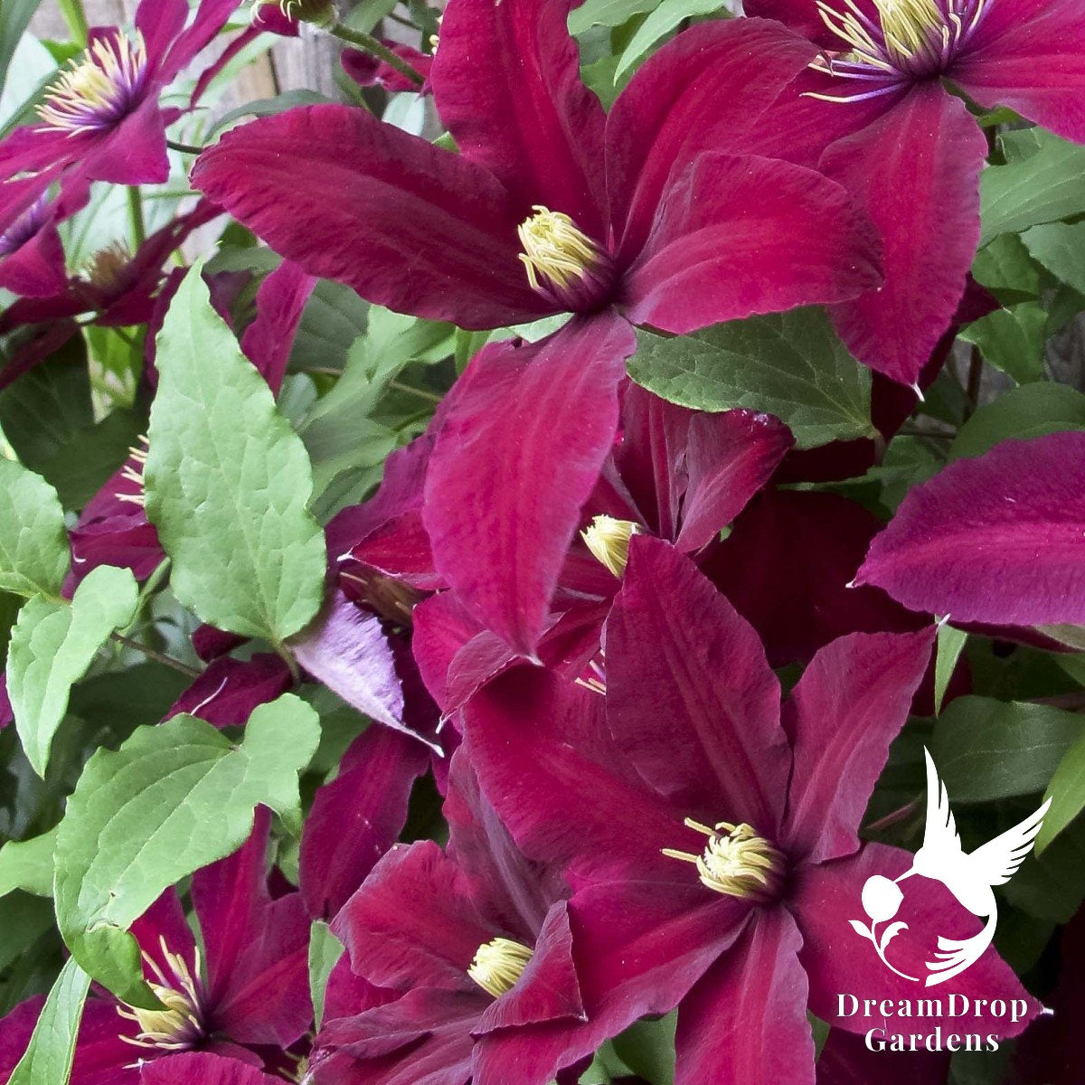 Clematis 'Niobe' — DreamDrop Gardens photo 1