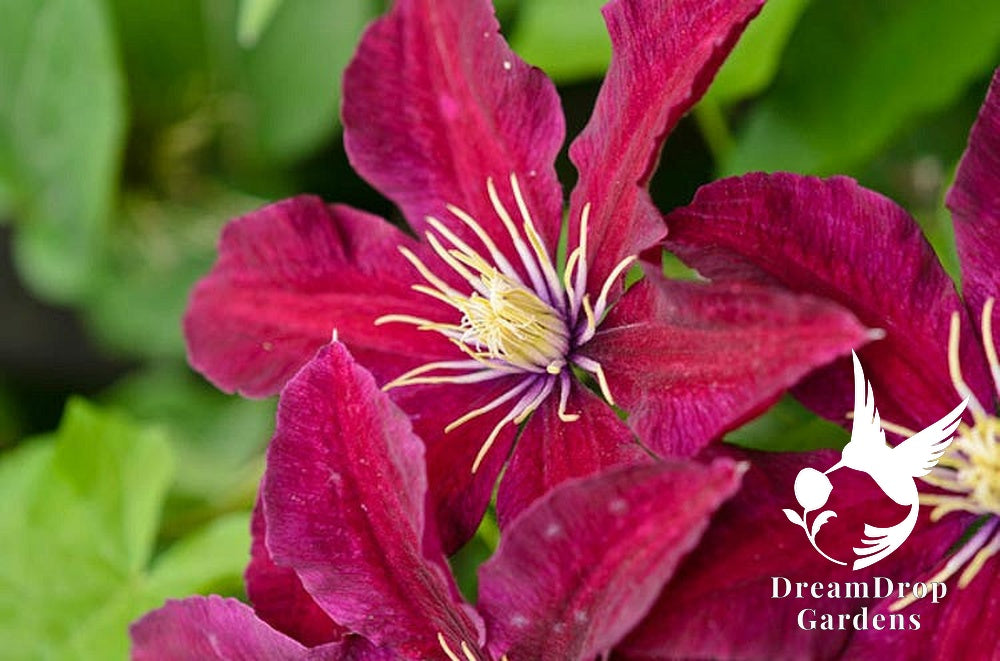 Clematis 'Niobe' — DreamDrop Gardens photo 2