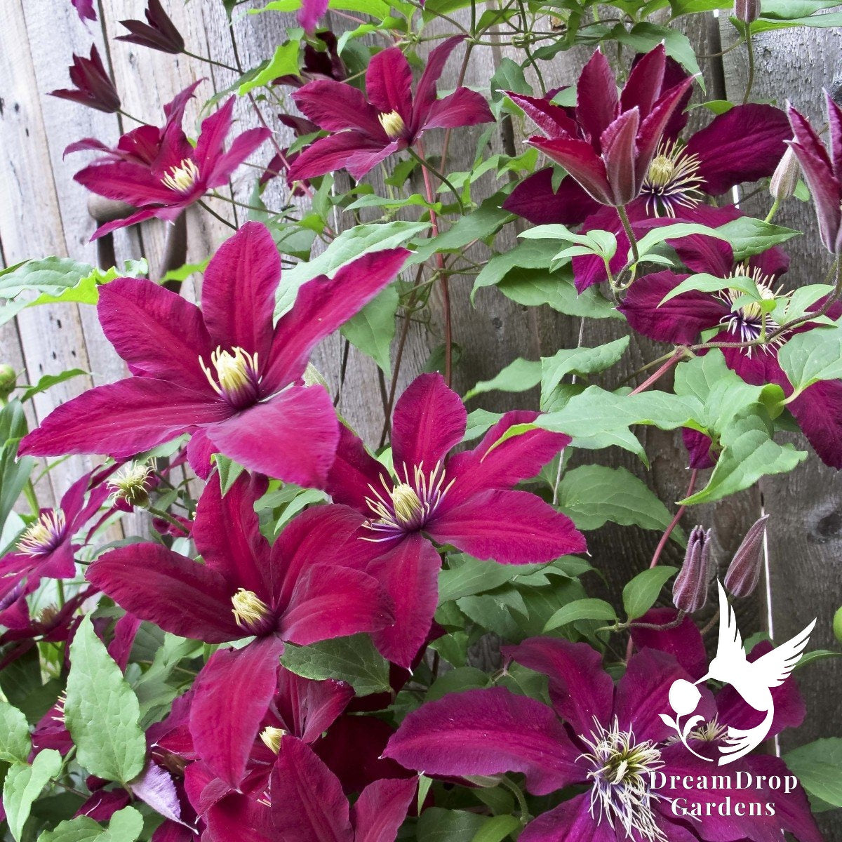 Clematis 'Niobe' — DreamDrop Gardens photo 3