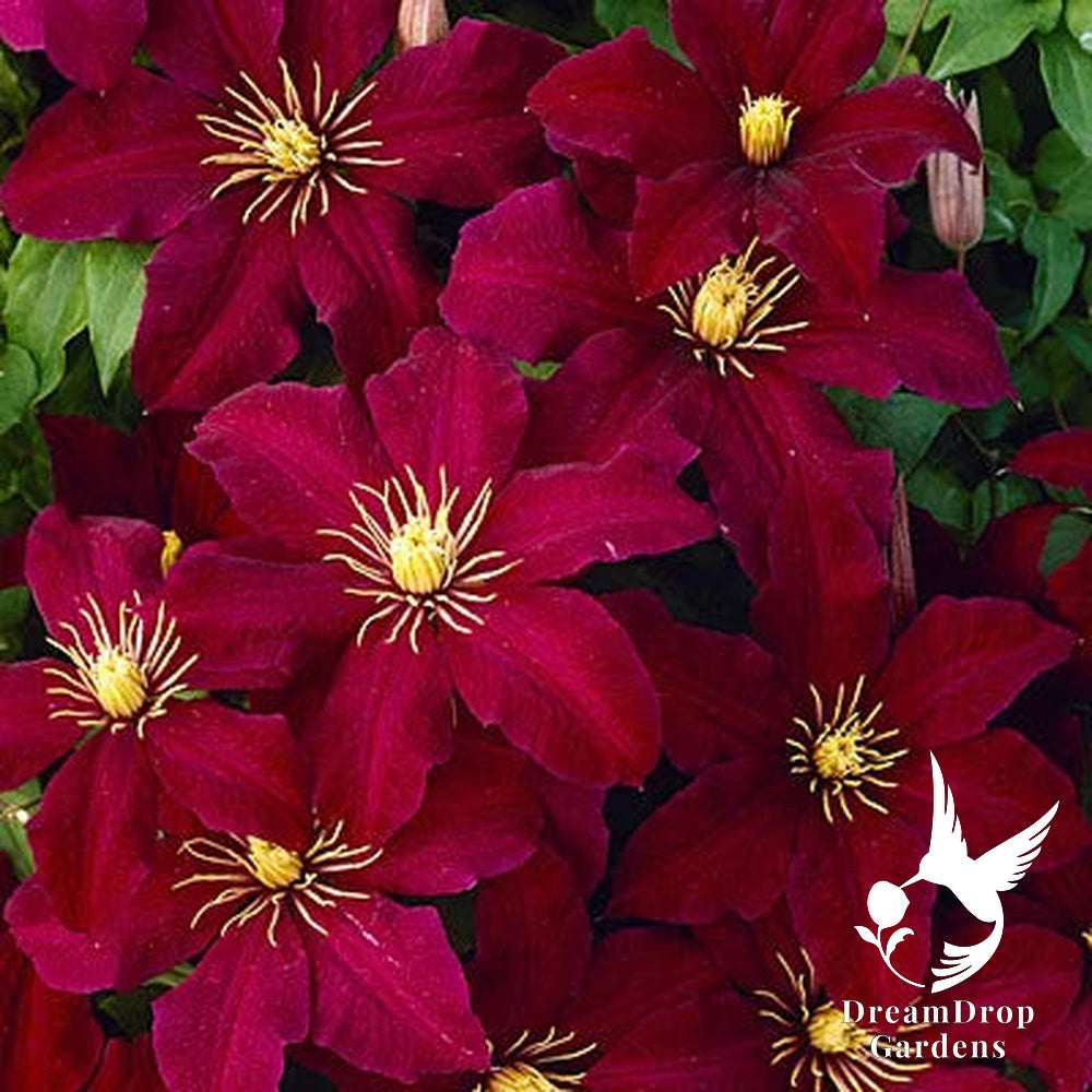 Clematis 'Niobe' — DreamDrop Gardens photo 4