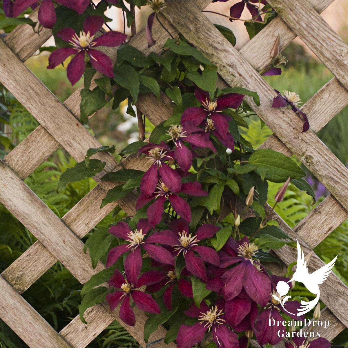 Clematis 'Niobe' — DreamDrop Gardens photo 5