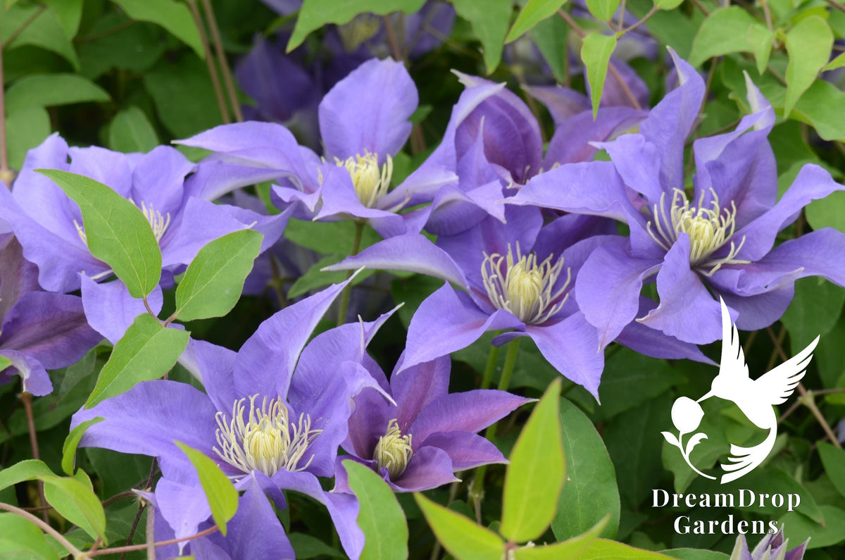 Clematis 'Olympia' — DreamDrop Gardens photo 1