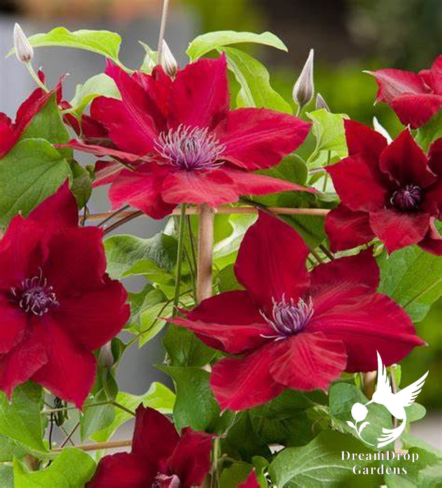 Clematis 'Nubia' - True Red — DreamDrop Gardens photo 1