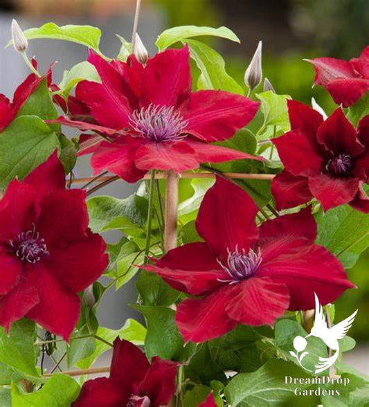 Clematis 'Nubia' - True Red — DreamDrop Gardens photo 1