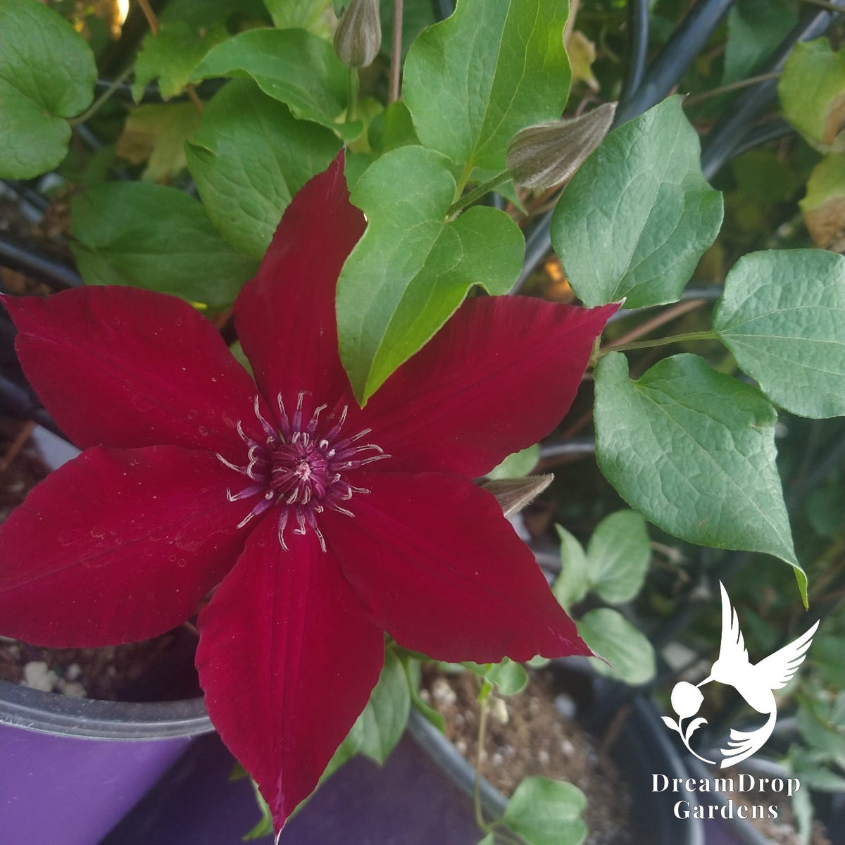 Velvety ruby-red clematis bloom with purple stamens among green leaves